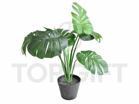 MONSTERA W DONICZCE