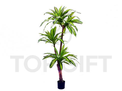 DRACENA W DONICZCE