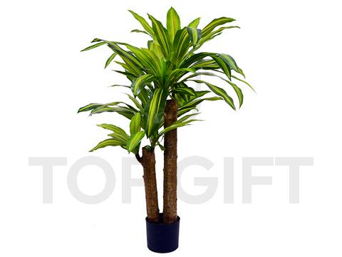 DRACENA W DONICZCE