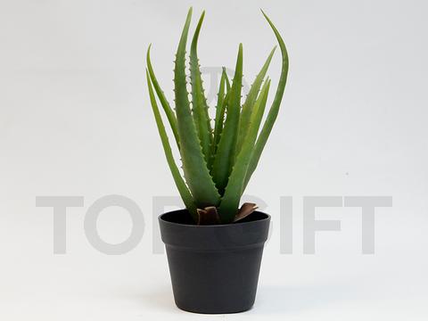 ALOES W DONICZCE