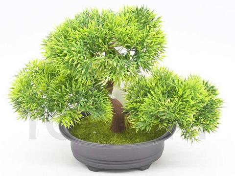 BONSAI W DONICZCE