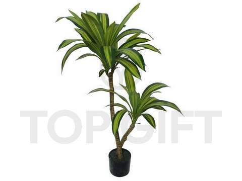 DRACENA W DONICZCE