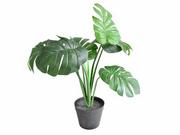 MONSTERA W DONICZCE