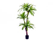 DRACENA W DONICZCE