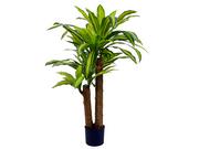 DRACENA W DONICZCE