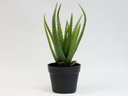 ALOES W DONICZCE