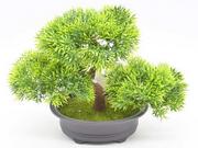 BONSAI W DONICZCE