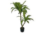 DRACENA W DONICZCE